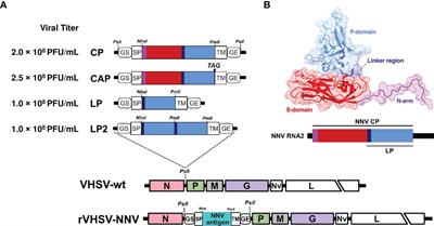 Recombinant viral hemorrhagic septicemia virus with rearranged genomes as vaccine vectors to protect against lethal betanodavirus infection